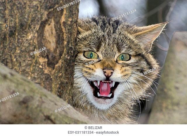 European wild cat (Felis silvestris silvestris) is threatening