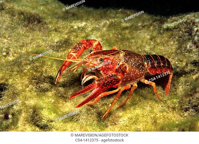 Red Swamp Crayfish (Procambarus clarkii). Lagoon, Lagunas de Ruidera, Ciudad Real, Albacete, Spain