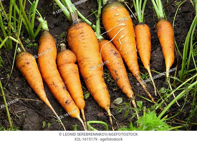 Organically grown carrots  Scientific name: Daucus sativus