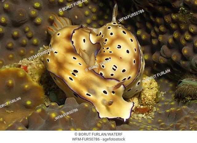 Mating Nudibranches, Chromodoris kuniei, Alor, Lesser Sunda Islands, Indo-Pacific, Indonesia