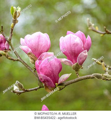 magnolia (Magnolia 'Rustica Rubra', Magnolia Rustica Rubra), cultivar Rustica Rubra