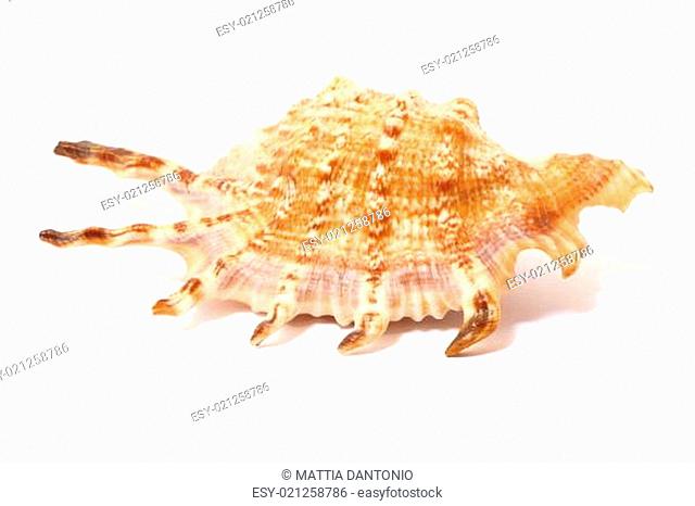 Spiked shell isolated on white
