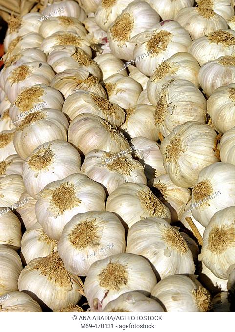 Garlic for sale. Fira Avícola Raça Prat, El Prat de Llobregat, Barcelona province, Catalonia, Spain