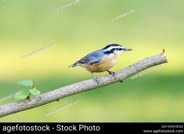 A small red breasted nuthatch is perched on a branch in north Idaho
