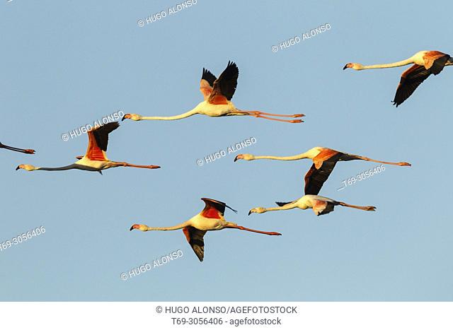 A group of Greater flamingo (Phoenicopterus roseus) in flight. Camargue. France