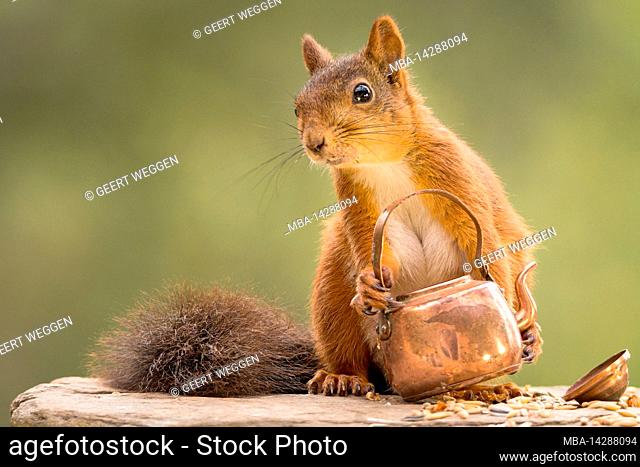 squirrel with teapot in hands
