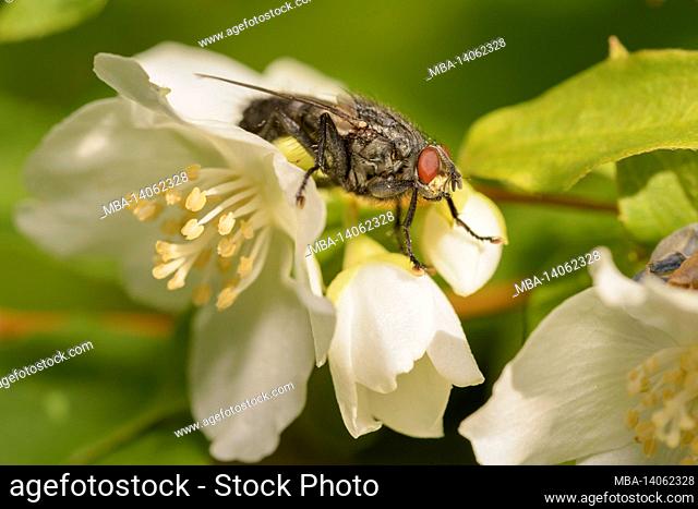 close up of fly on a jasmine flower
