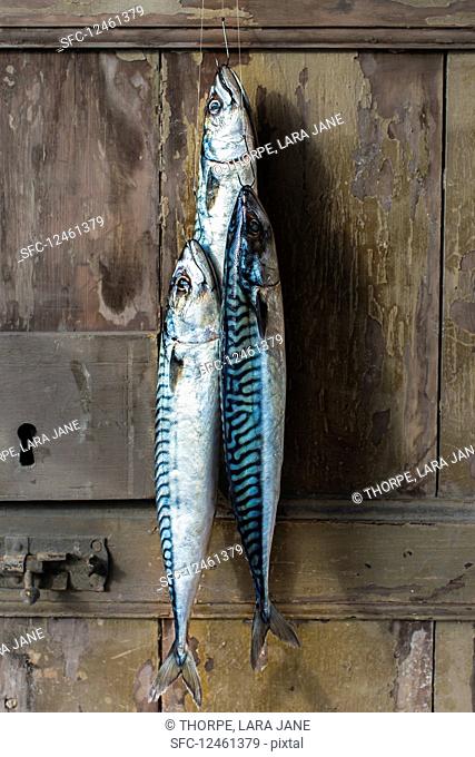 Fresh mackerel hanging on a door after a fishing trip