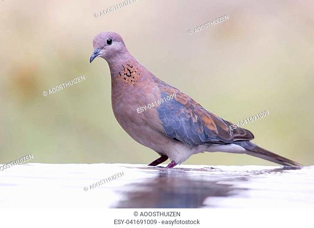 Mourning Dove sitting on a rock at a waterhole in the Kalahari