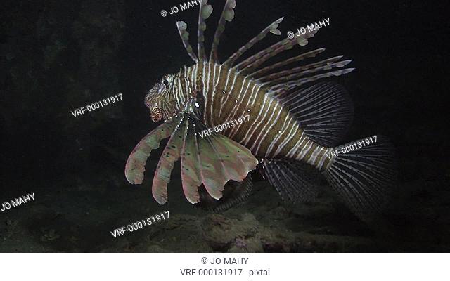 lion fish Pterois miles hunting at night on Thistlegorm, Red sea, Egypt