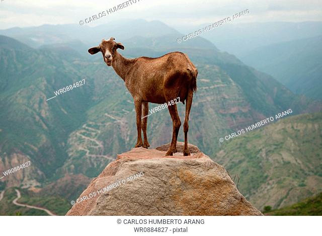 Goat in the Canyon, Santander, Bucaramanga, Colombia