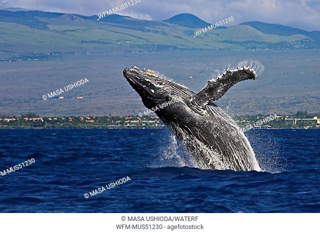 Breaching Humpback Whale, Megaptera novaeangliae, Kona Coast, Big Island, Hawaii, USA