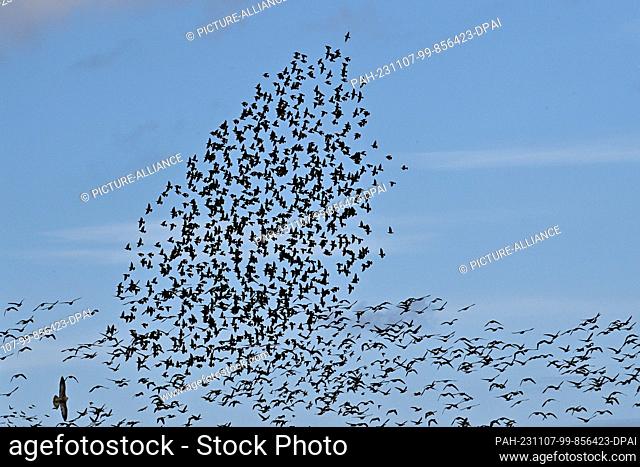 07 November 2023, Saxony-Anhalt, Vehlgast: A bird of prey (l) swoops into a flock of starlings currently gathering in the sky
