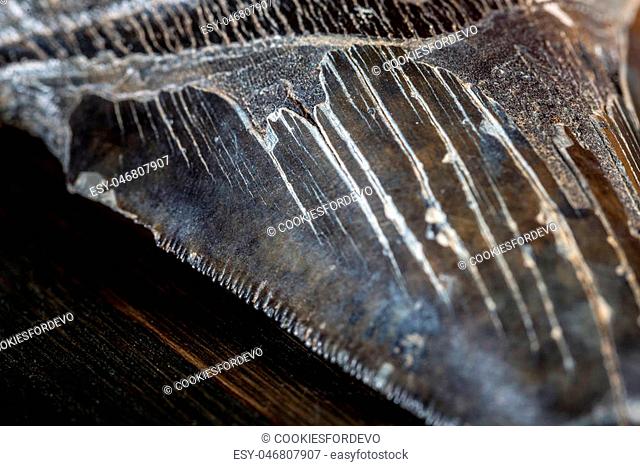 Prehistoric shark tooth from a Megalodon on wood background