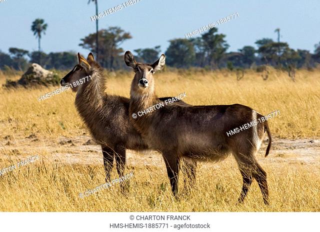 Zimbabwe, Matabeleland North Province, Hwange National Park, Davison's Camp, Common Waterbuck (Cobus ellipsyprimnus)
