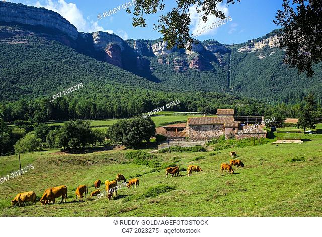 Farming and cattle, Tavertet cliffs in the background, Osona area, Barcelona province, Catalonia, Spain