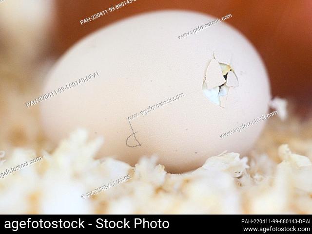 11 April 2022, Lower Saxony, Brunswick: A chick breaks through its eggshell in an incubator at the State Natural History Museum in Braunschweig