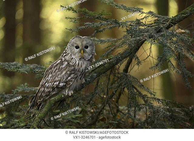 Ural Owl / Habichtskauz ( Strix uralensis ) perched on a branch in a conifer, nice side view, full body, sunny flares in background, cute