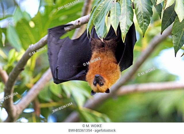 seychelles flying fox, seychelles fruit bat (Pteropus seychellensis), taking off from a tree, Seychelles, Mahe
