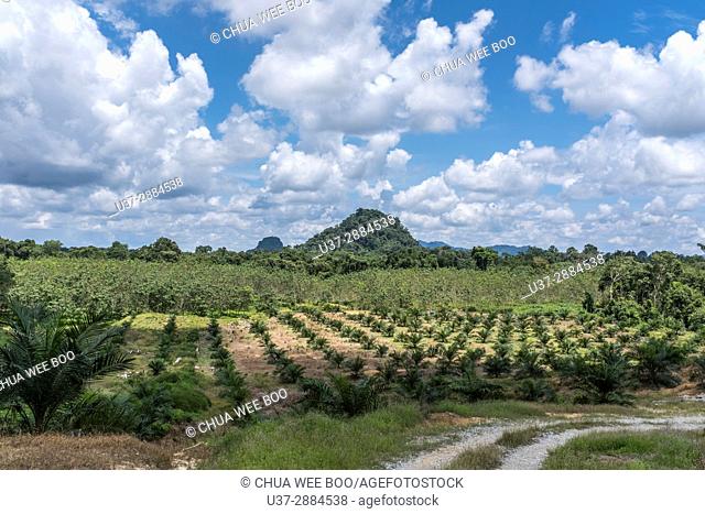 Rubber plantation in Buso Village, Sarawak, Malaysia