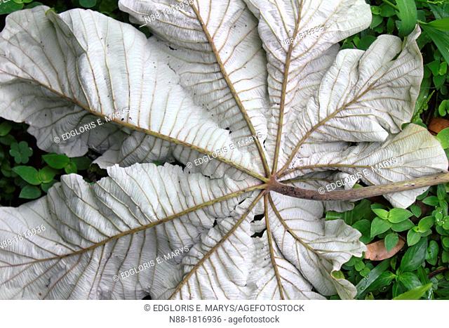 Cecropia peltata leaf