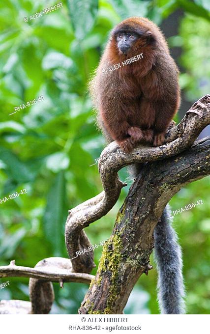 Red Titi monkey Callicebus cupreus on branch, controlled conditions, United Kingdom, Europe