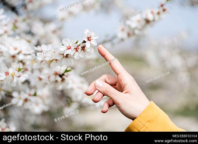 Woman finger touching flower in springtime