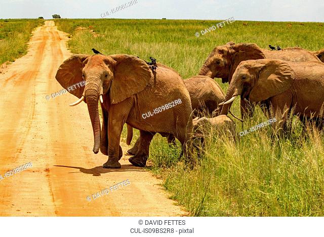 Elephants (Loxodonta africana) crossing dirt track, Murchison Falls National Park, Uganda