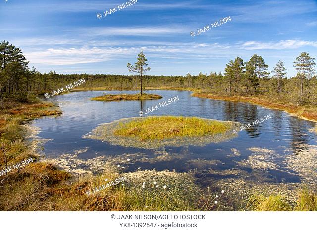 Bog Pool in Viru Bog, Estonia