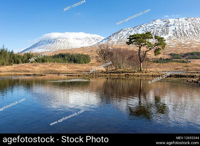 Scots Pine - old pine at Loch Tulla - Argyll and Bute, Scotland