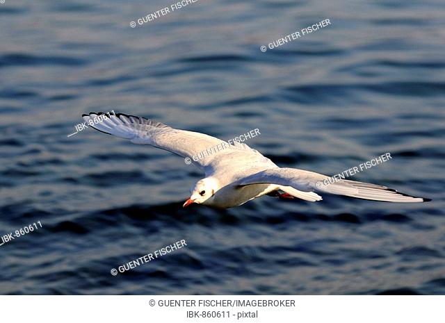 Silver Gull or Seagull in flight (Larus novaehollandiae)