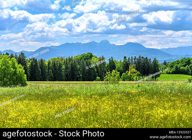 Germany, Bavaria, Upper Bavaria, Ebersberg district, Baiern, district Antholing, spring landscape against Wendelstein massif