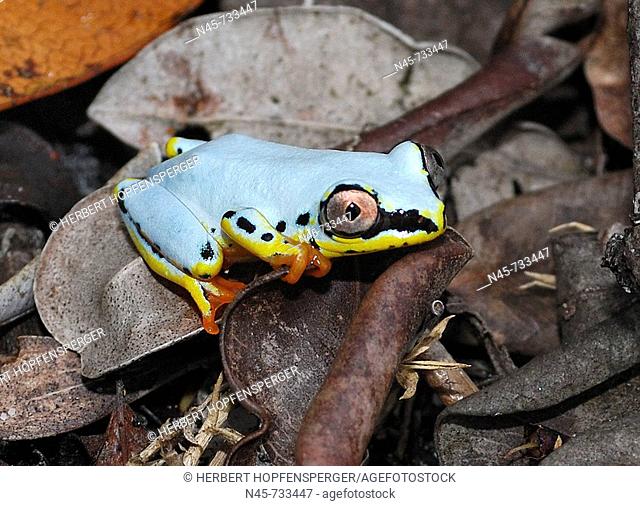 Blue Back Frog (Heterixalus madagascariensis)