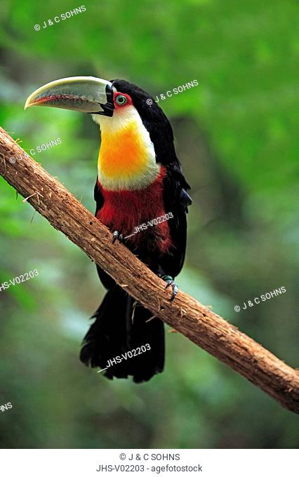 Red-Breasted Toucan, Ramphastos dicolorus, Pantanal, Brazil, adult, on tree, perch
