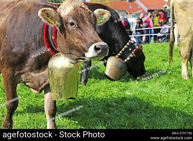 Ceremonial driving down of cattle from the mountain pastures into the valley in autumn (Memhoelz, Bavaria, Germany, October 03, 2019)