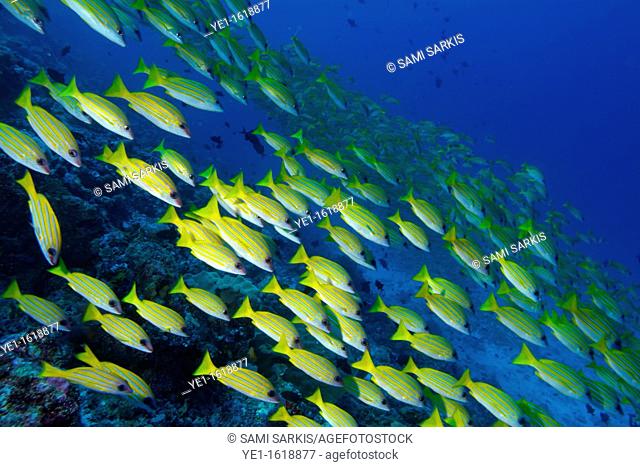 Maldives ari atoll rango madivaru school of blue striped snapper fishes lutjanus kasmira