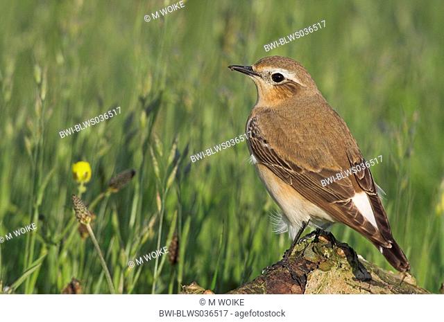 northern wheatear Oenanthe oenanthe, female sitting on a branch, Netherlands, Frisia