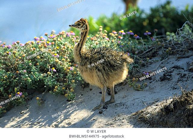 massai ostrich, masai ostrich, North African ostrich Struthio camelus massaicus, young on a dune, South Africa