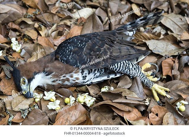 Ornate Hawk-eagle Spizaetus ornatus adult, dead, road casualty on forest floor, Iwokrama Rainforest, Guiana Shield, Guyana, october
