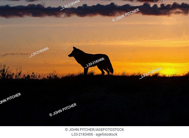 Coyote at sunset