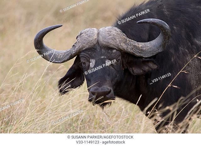 An cape buffalo on the plains of the Masai Mara