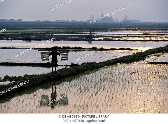 Rice fields in the area of Inle lake, Shan state, Myanmar