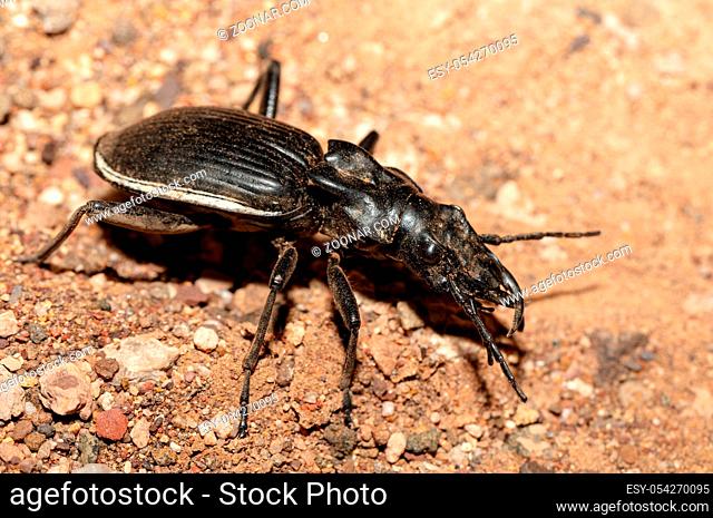 big ground beetle Anthia Cintipennis in namib desert. Insect predator in nature habitat. Namibia wildlife