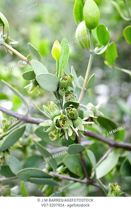 Jojoba (Simmondsia chinensis) is a deciduous shrub endemic to southwestern USA and northwestern Mexico. Their seeds produce jojoba oil