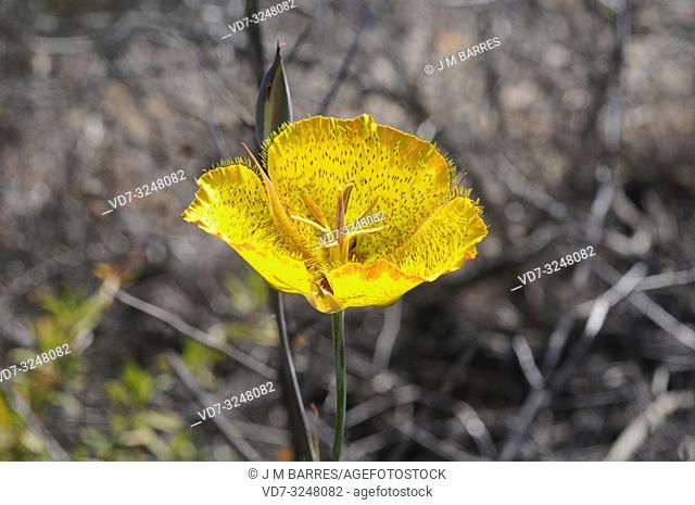 Weed's mariposa lily (Calochortus weedii) is a perennial herb native to California (USA) and Baja California (Mexico). This photo was taken in Torrey Pines...