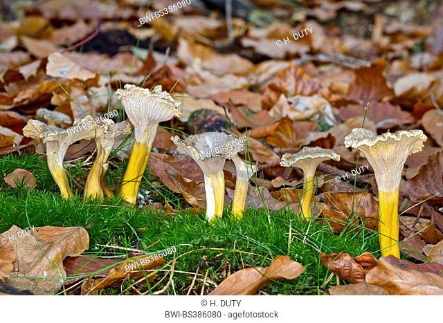 yellowfoot chanterelle, funnel chanterelle, winter chanterelle (Craterellus tubaeformis), fruiting bodies on forest ground, Germany