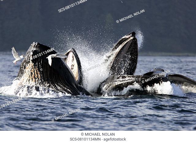 Adult Humpback Whales Megaptera novaeangliae cooperative bubble-net feeding for herring in Iyoukeen Bay, Chichagof Island, Southeast Alaska
