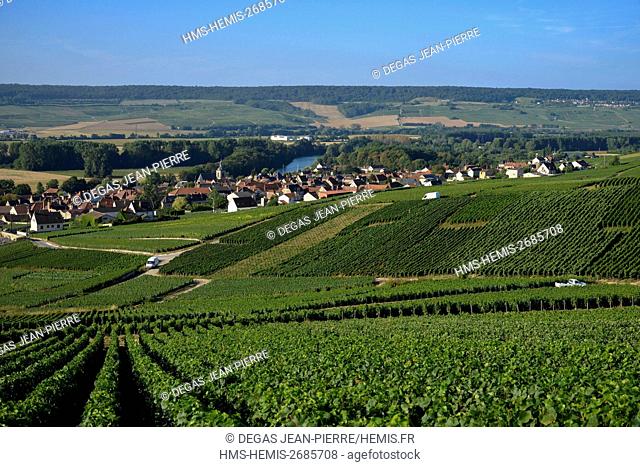 France, Marne, Cumieres, Marne Valley, Champagne vineyard ranked Premler Cru with a village in edge of the Marne below