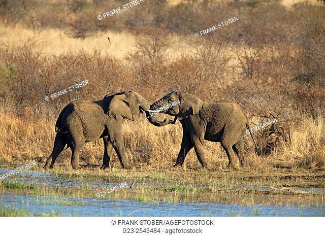 Two young elephants fighting. Pilanesberg Game Reserve, South Africa