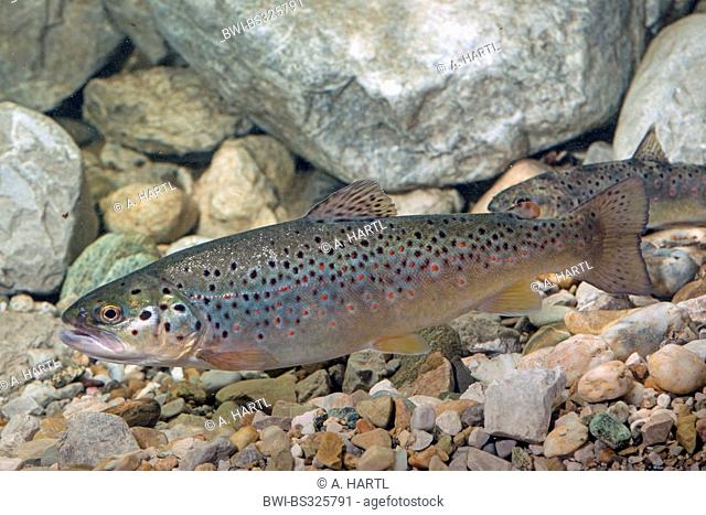 brown trout, river trout, brook trout (Salmo trutta fario), swimming, side view, Germany